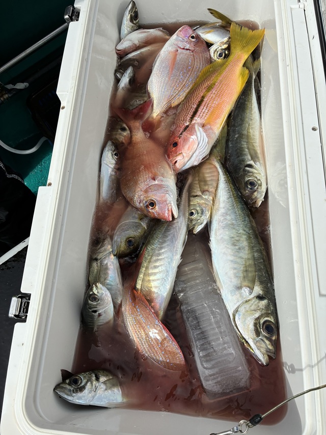 マダイ・マアジ