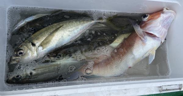 アジ(マアジ)・アマダイ(アカアマダイ)