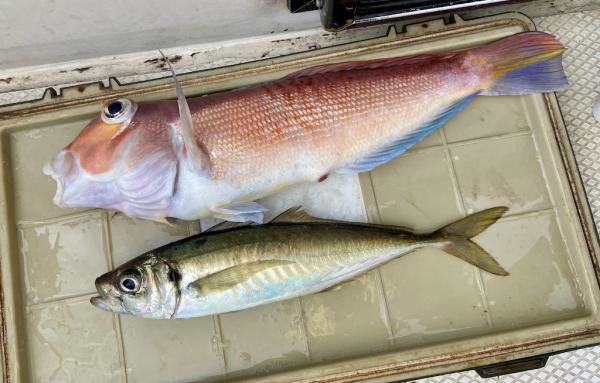 アジ(マアジ)・アマダイ(アカアマダイ)