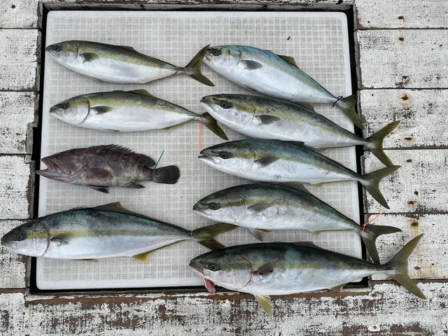 マハタ・イナダ(ブリ)・ヒラマサ