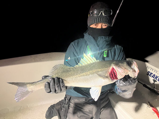 シーバス(スズキ)