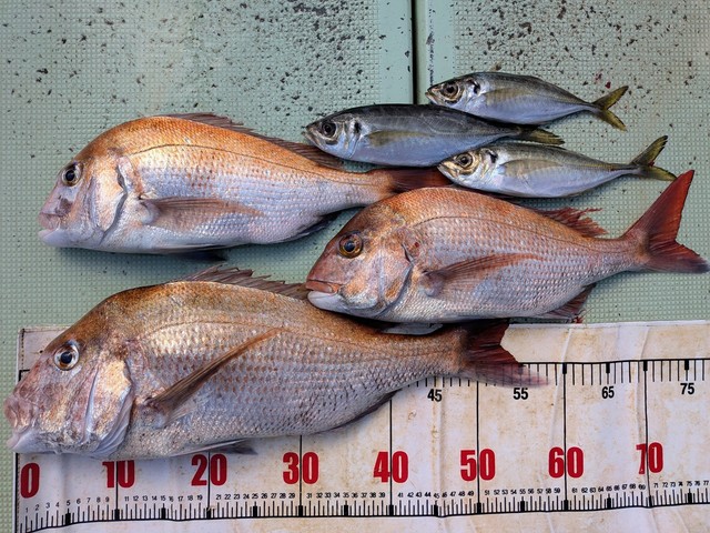 タイ(マダイ)・アジ(マアジ)