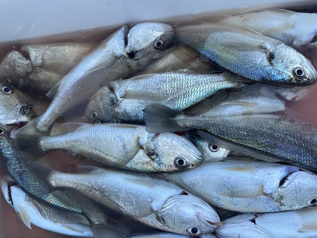 イシモチ(シログチ)