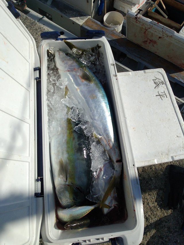 アジ(マアジ)・ブリ