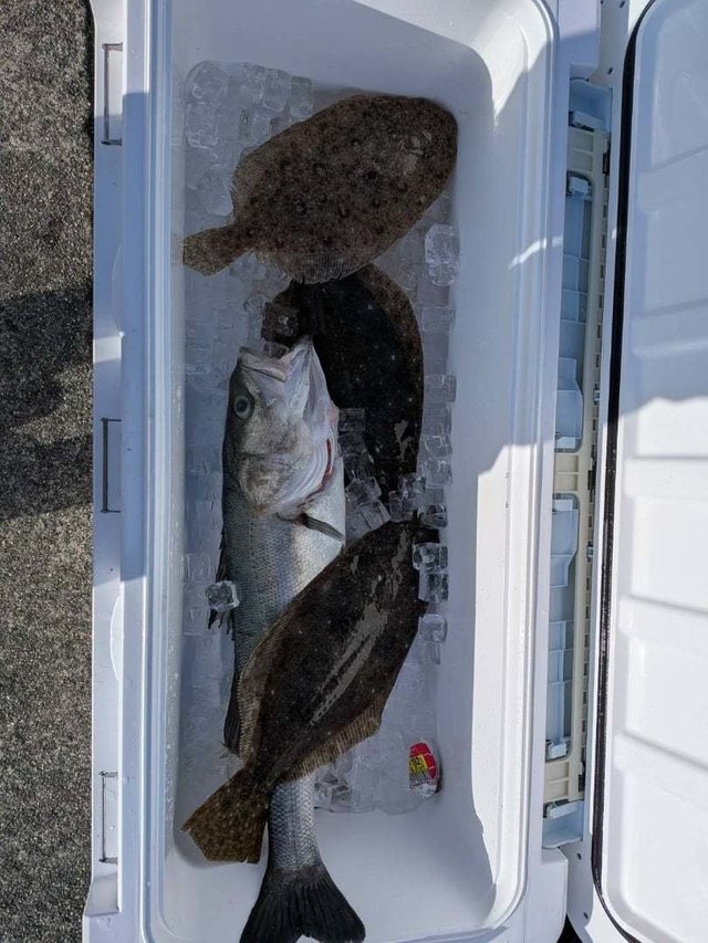 スズキ・ヒラメ