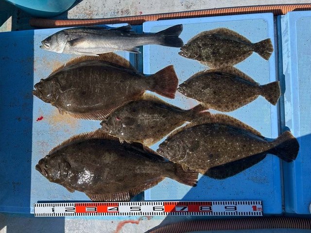 スズキ・ヒラメ