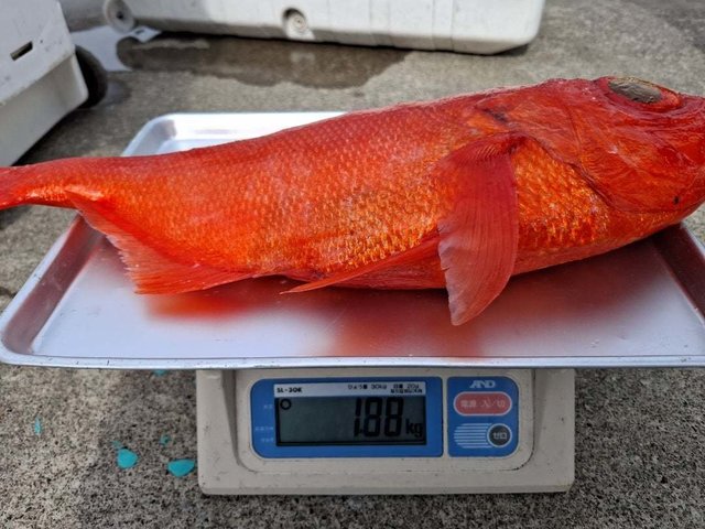 キンメ(キンメダイ)