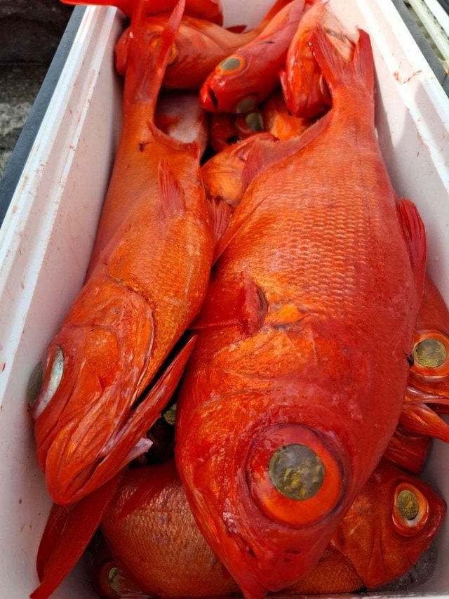 キンメ(キンメダイ)