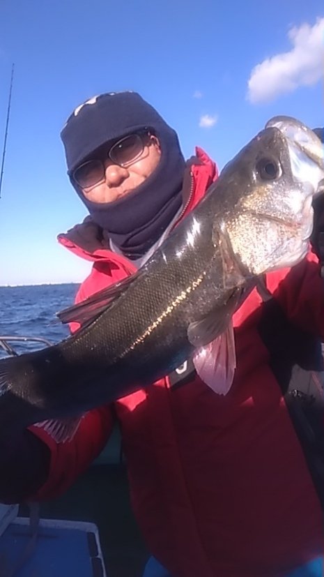 シーバス(スズキ)