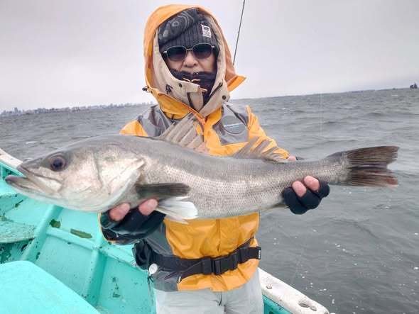 シーバス(スズキ)