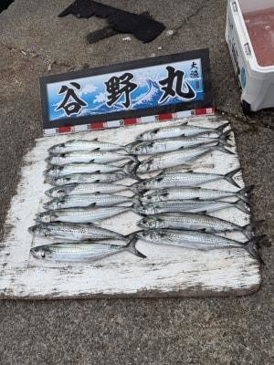 サゴシ(サワラ)・ヤナギ(サワラ)