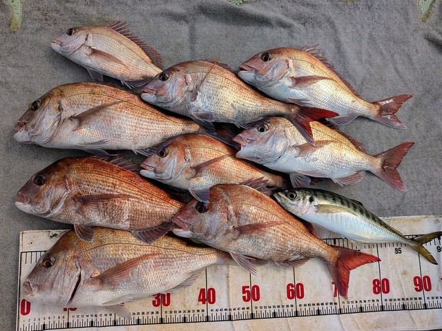 タイ(マダイ)・アジ(マアジ)