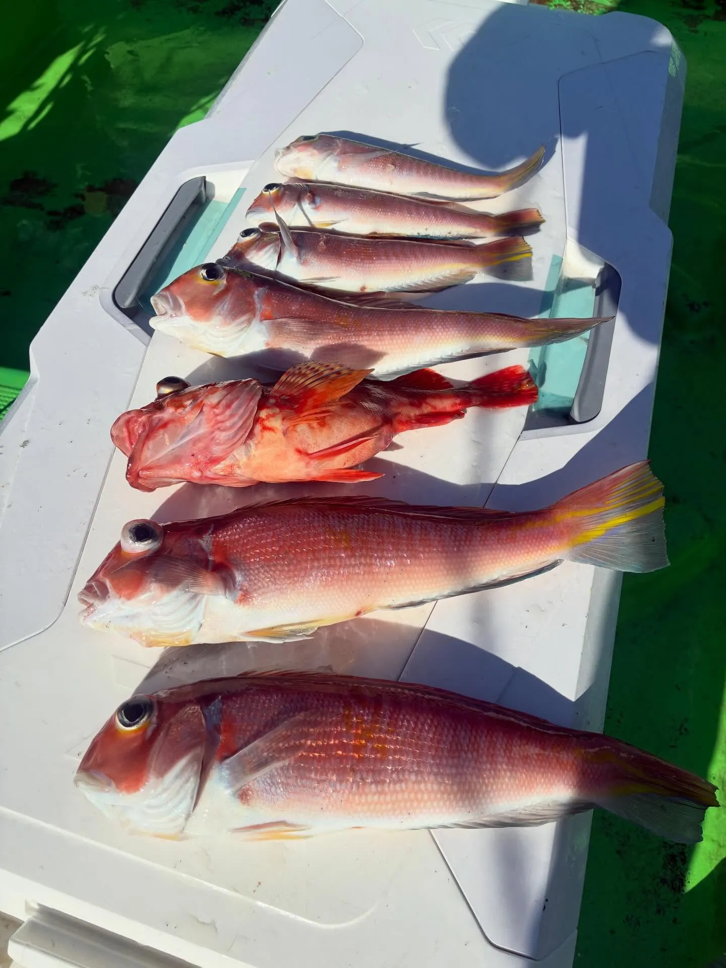 アマダイ(アカアマダイ)・カサゴ