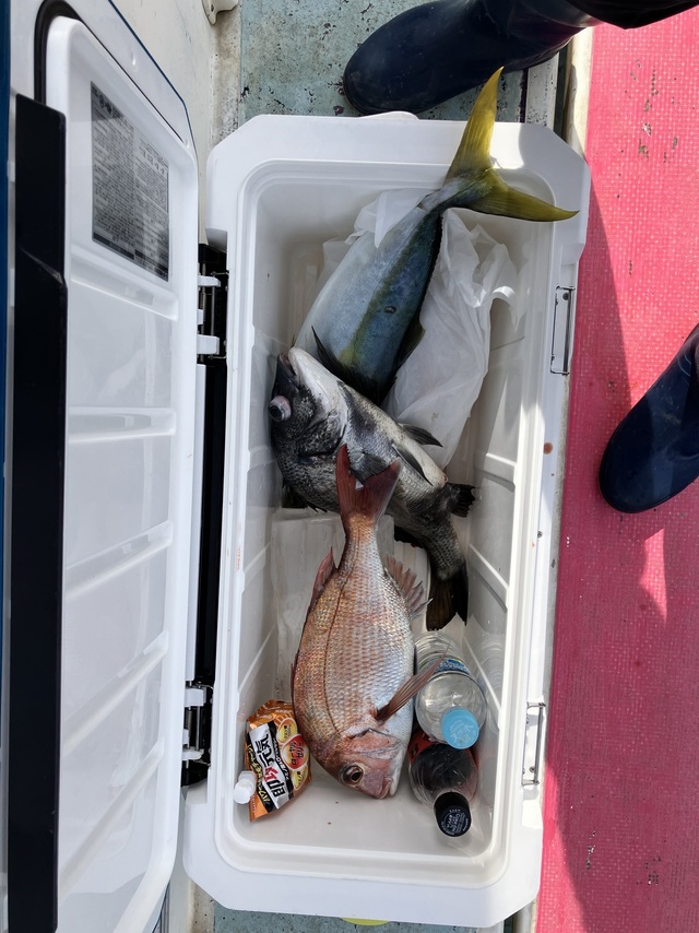 マダイ・クロダイ・イナダ(ブリ)