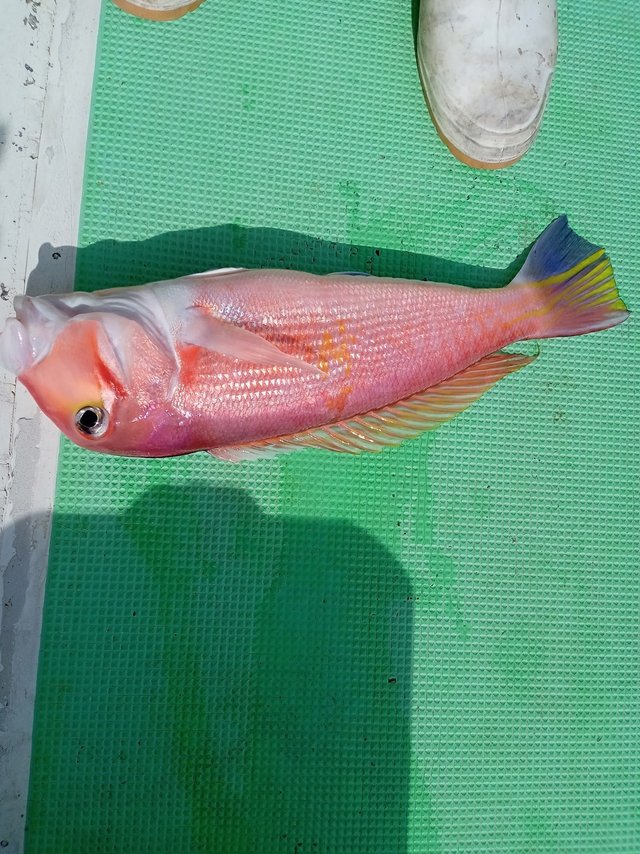 アマダイ(アカアマダイ)