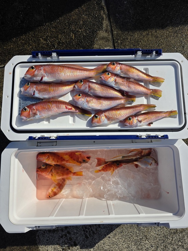 アマダイ(アカアマダイ)