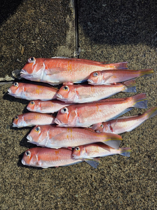 アマダイ(アカアマダイ)