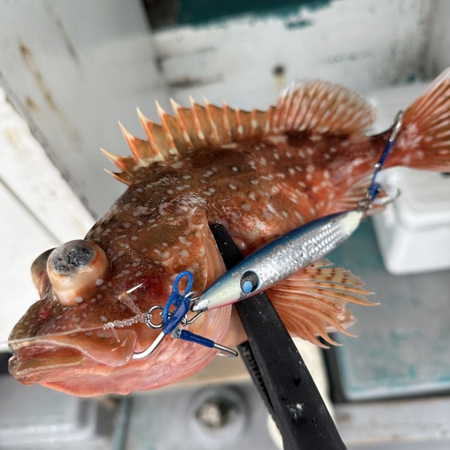 ウッカリカサゴ