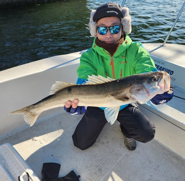 シーバス(スズキ)