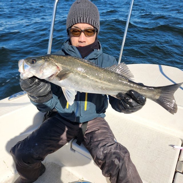 シーバス(スズキ)