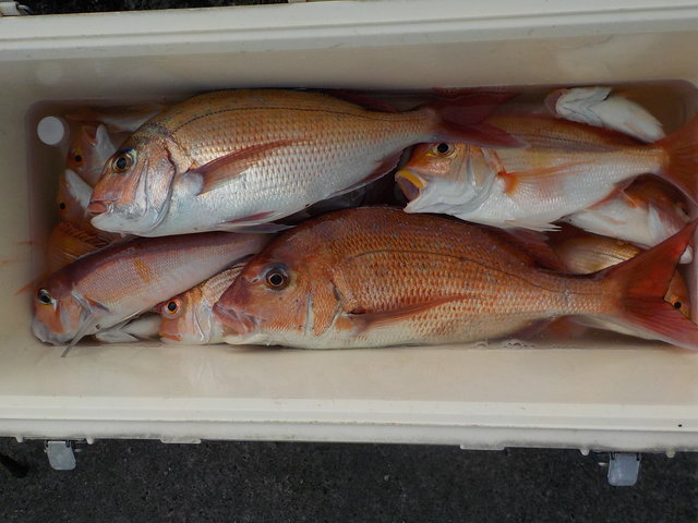 マダイ・アマダイ(アカアマダイ)