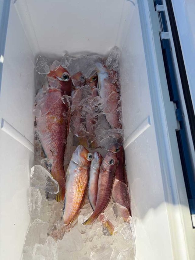 アマダイ(アカアマダイ)