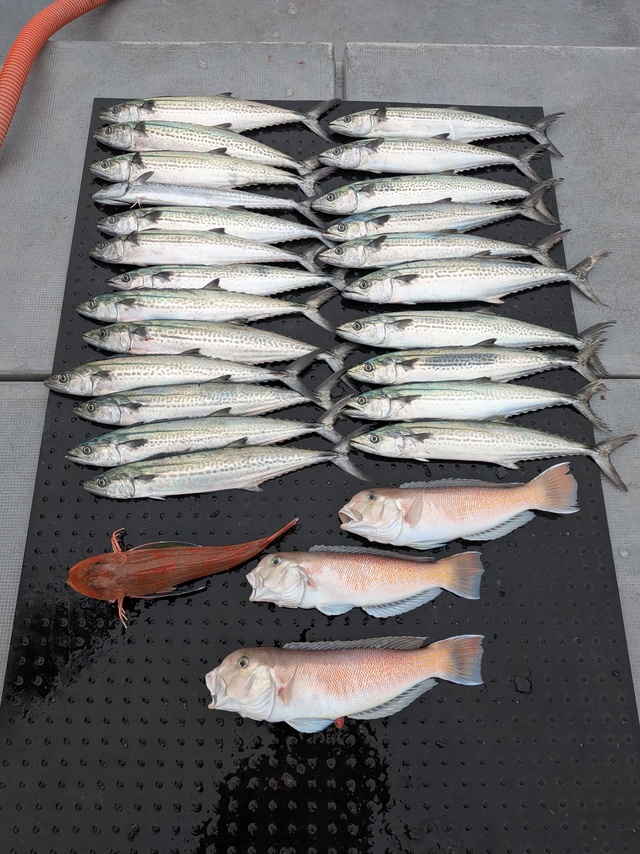 シロアマダイ・サワラ