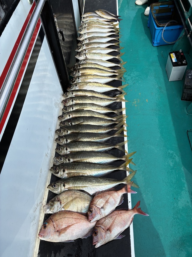 マダイ・チダイ・マアジ・カイワリ