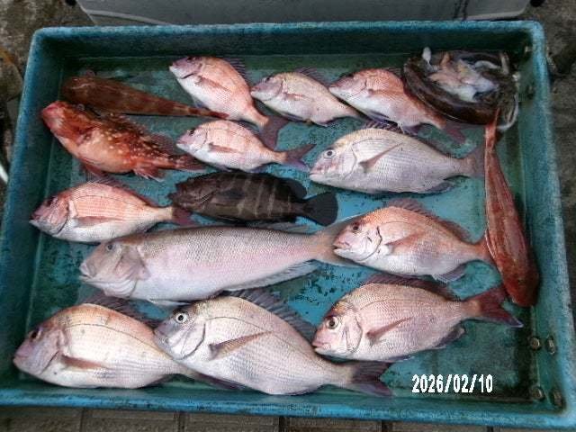 マダイ・マハタ・シロアマダイ・カサゴ・ホウボウ