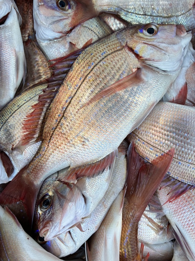 ハナダイ(チダイ)