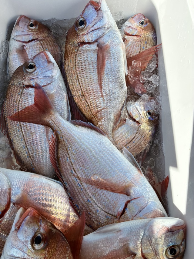 ハナダイ(チダイ)