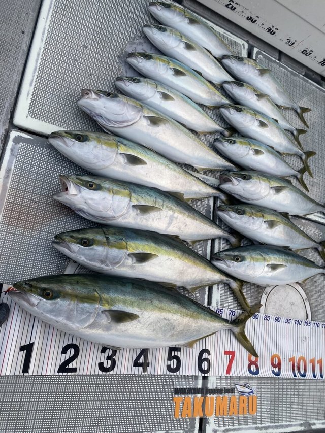 ブリ・ハマチ(ブリ)・メジロ(ブリ)