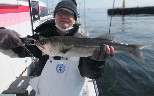 シーバス(スズキ)