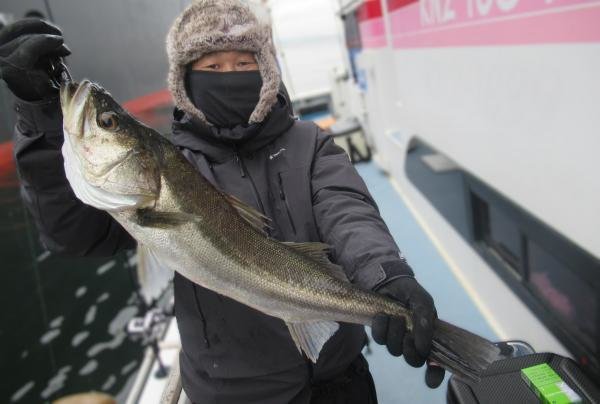 シーバス(スズキ)