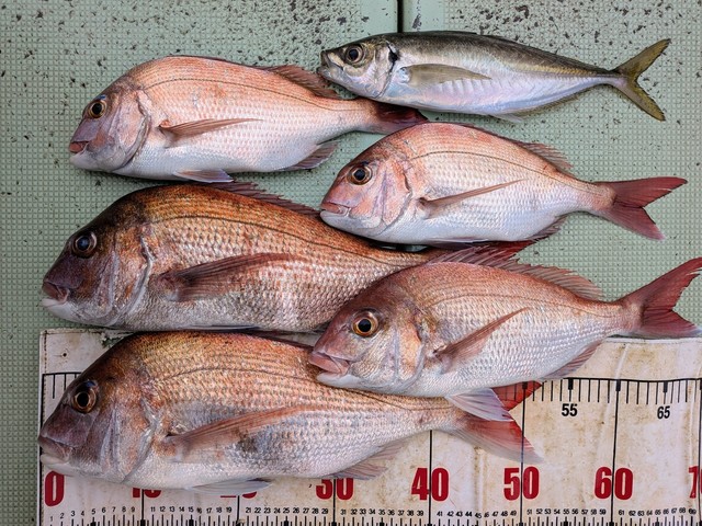 タイ(マダイ)・アジ(マアジ)