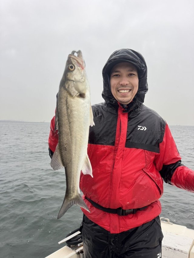 シーバス(スズキ)