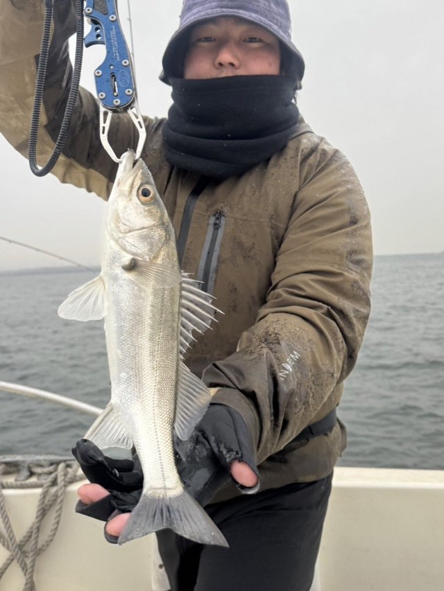 シーバス(スズキ)