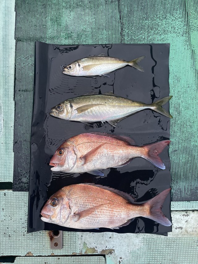 マダイ・マアジ