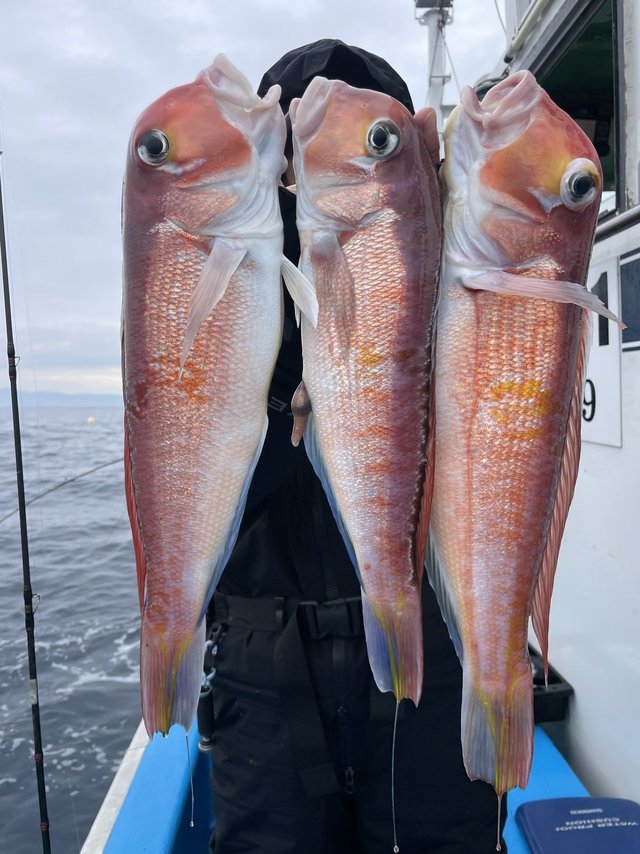 アマダイ(アカアマダイ)