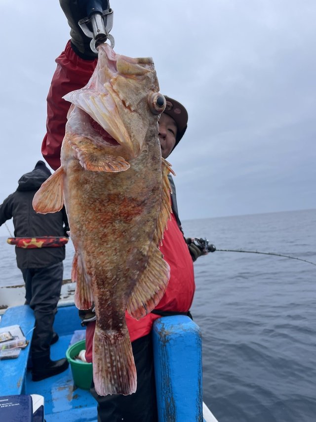 ウッカリカサゴ