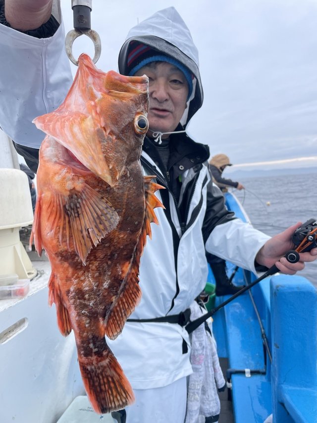 ウッカリカサゴ