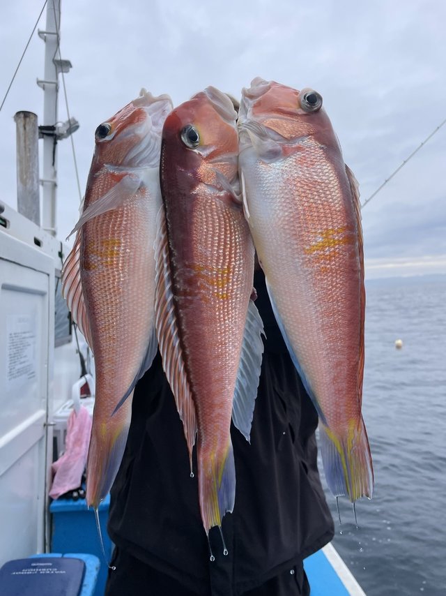 アマダイ(アカアマダイ)