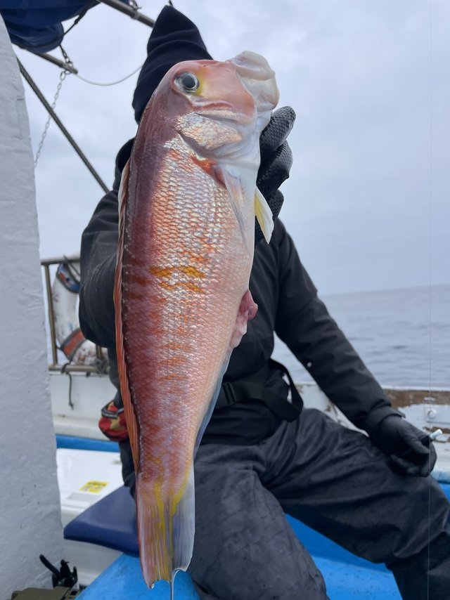 アマダイ(アカアマダイ)