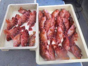 カサゴ
