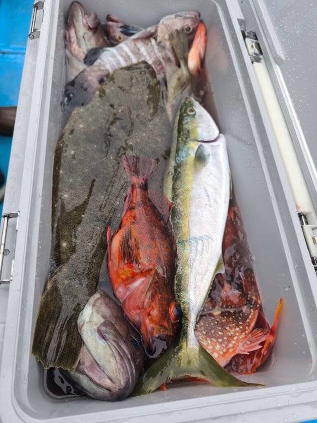 イナダ(ブリ)・カサゴ・ヒラメ