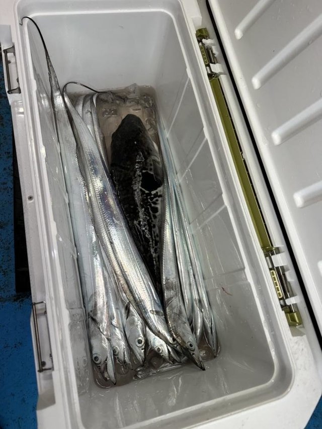 タチウオ・トラフグ