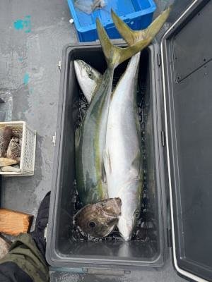 ブリ・メジロ(ブリ)・マトウダイ