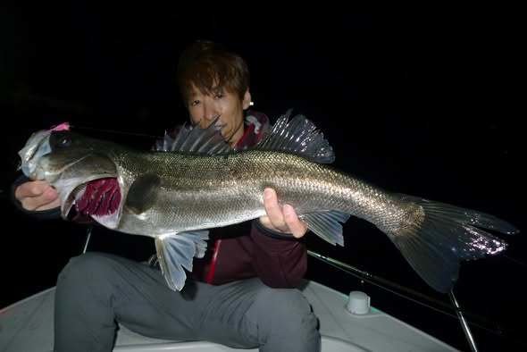 シーバス(スズキ)