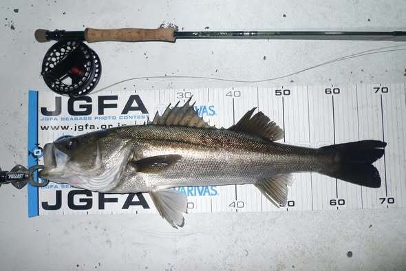 シーバス(スズキ)