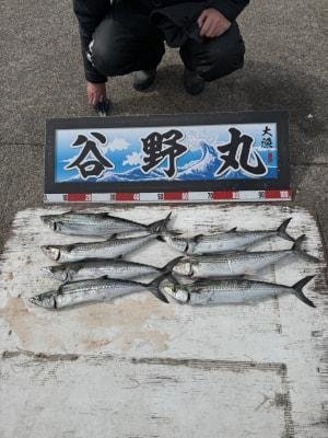 サゴシ(サワラ)・ヤナギ(サワラ)